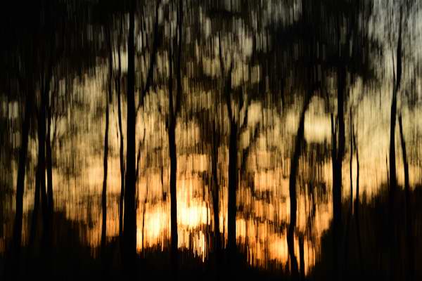 Heidewald im Sonnenuntergang