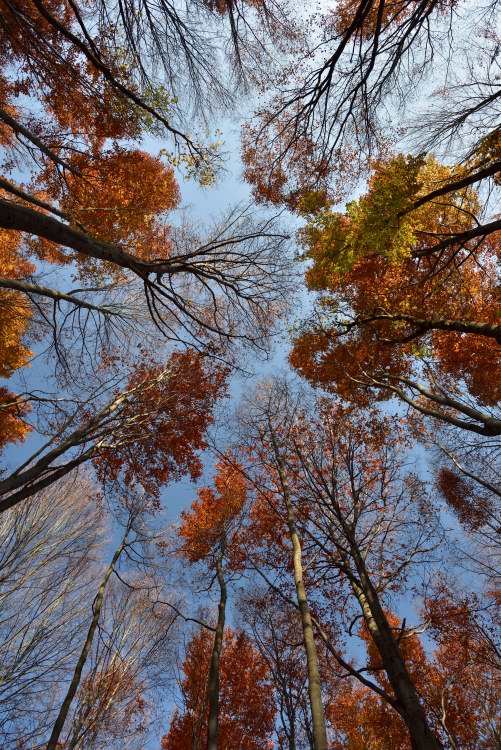 Buchenmischwald im Herbst
