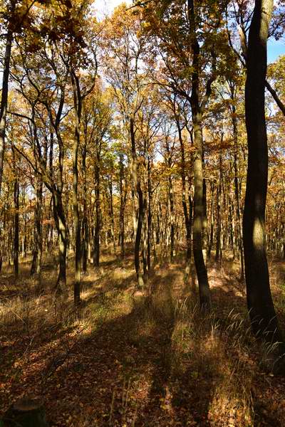 Herbstlicher Eichenwald