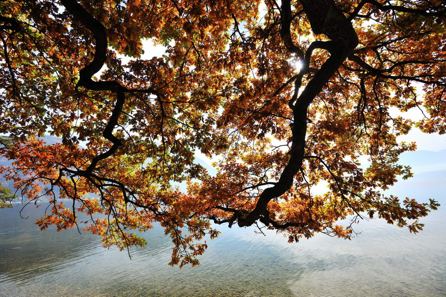Herbstlich verfärbte Eiche am Traunsee