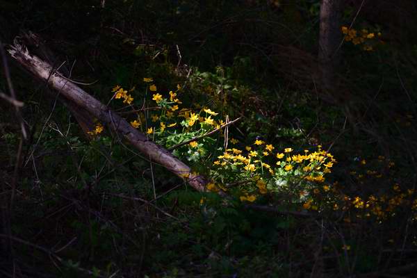 Dotterblumen im Sonnenlicht im dunklen Wald
