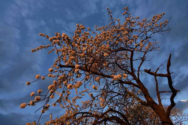 Blühender Kirschbaum in rötlicher Abenddämmerung