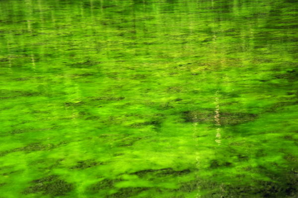 Grüne Algen im See
