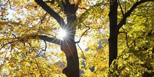 Sonnenstrahlen scheinen durch Blätter im herbstlichen Buchenwald