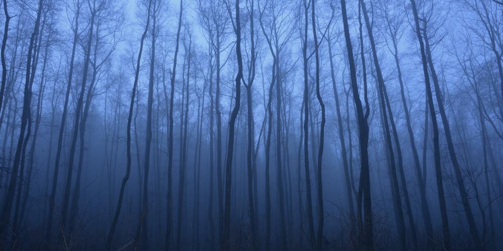 Erlenwald im Nebel