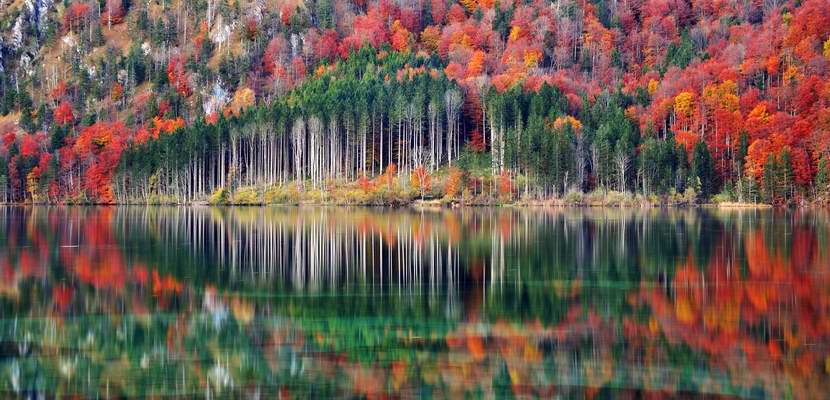 Autumn forest mirror image in lake after clearing