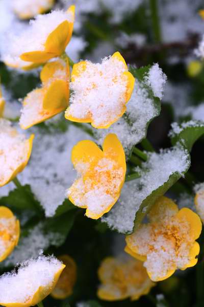 Kingcups in snow