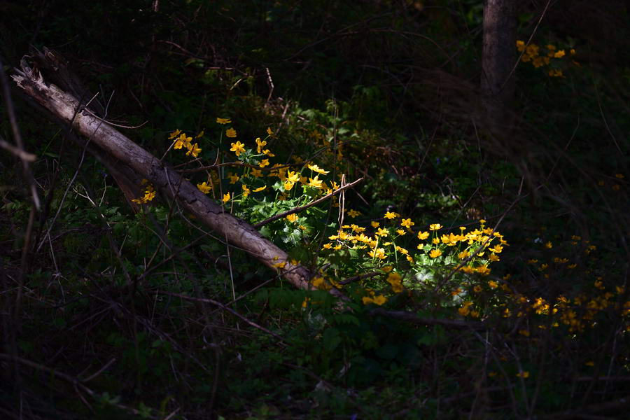 Dotterblumen im Sonnenlicht im dunklen Wald
