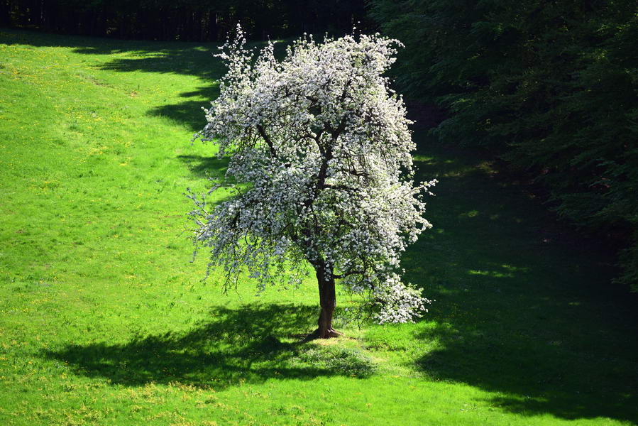Blühender Birnbaum auf grüner Wiese