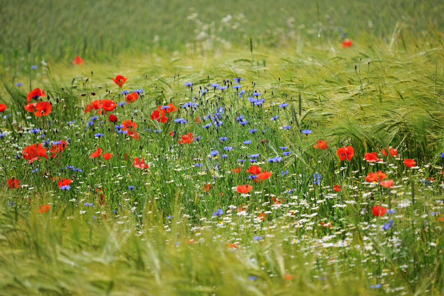 Feld mit Sommerblumen