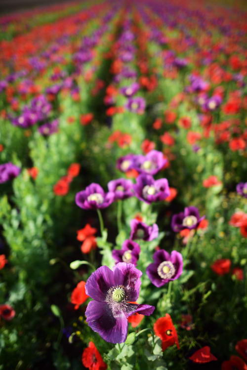 Violet poppy field