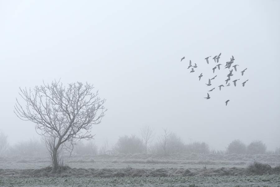 Crows over foggy field