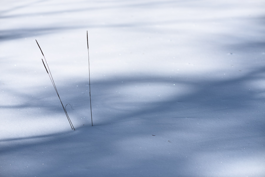 Grass in snow with shadows