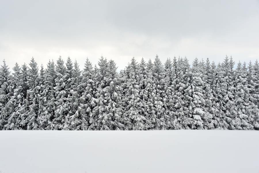 Spruce forest with snow
